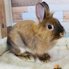 可愛いライオンラビットいます♪