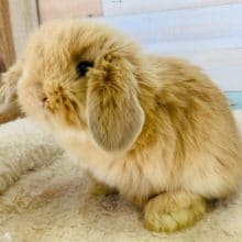 もふもふもこもこなロップイヤーがきました♡　