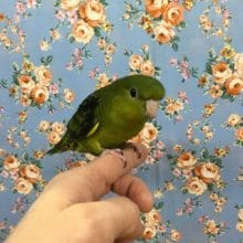手のりサザナミインコ（ノーマル）