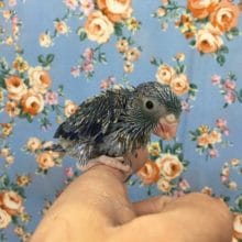 手のりマメルリハ　コバルト　男の子　２０２０年１月生まれ