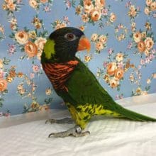 色鮮やかなゴシキセイガイインコ　２０１８年３月生まれ