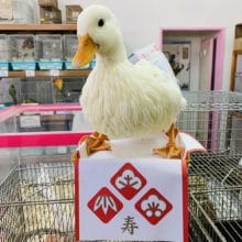 コールダック女の子！歩くと後ろついて来ます♪