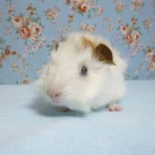 アビシニアンモルモット（巻き毛）　女の子　2月18日