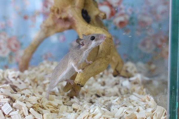 極小ネズミ！アフリカチビネズミ！