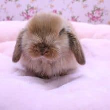 丸です!!  ロップイヤーラビットの男のコ 2020.2/11入舎