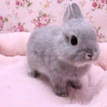 一目惚れしました!!　ネザーランドドワーフラビット 2020.2/10入舎