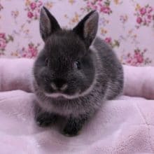 一目惚れ第２弾!! ネザーランドドワーフラビット　2020.2/18入舎