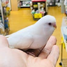 真っ白　セキセインコ　アルビノ　ヒナ
