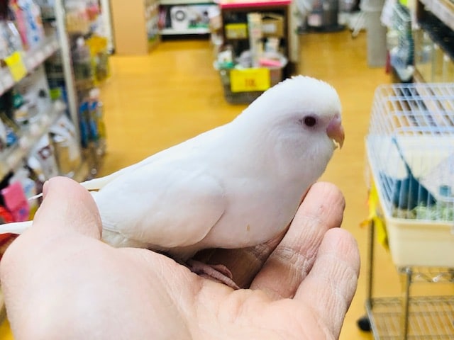 真っ白　セキセインコ　アルビノ　ヒナ