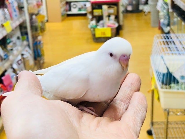 セキセイインコ