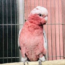 おしゃべりします。　モモイロインコ　女の子　