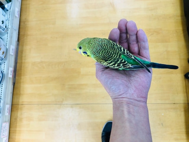 ジャンボセキセイインコ