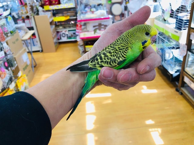 ベタ馴れになりそうな　ジャンボセキセイインコ　グリーン　