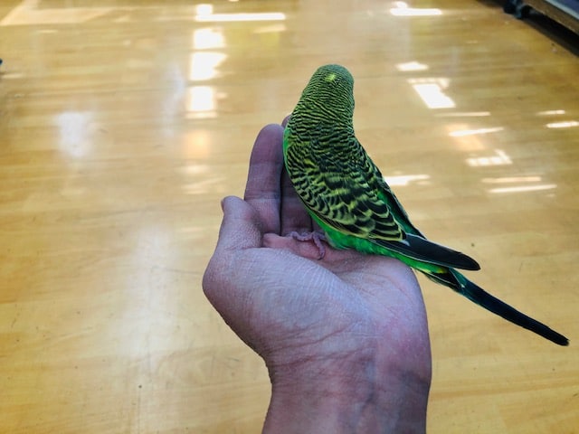 ジャンボセキセイインコ