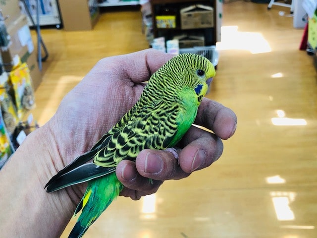 ジャンボセキセイインコ