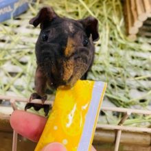 珍しい女の子のスキニーギニアピッグさん♪