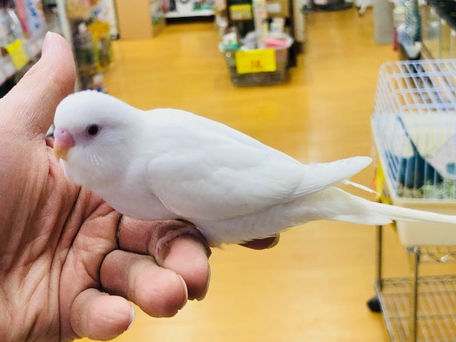 セキセイインコ