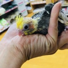 キョトン顔カワイイ！　オカメインコ　パイド　雛　入荷しました。