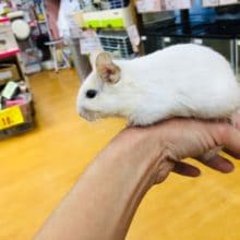 ホワイトデグー　男の子　2月28日  動画アップしました。