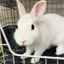 端っこが好きな　ネザーランドドワーフラビット　白