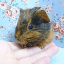 イングリッシュモルモット　男の子　３月８日