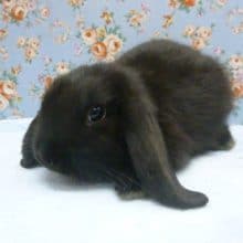 ホーランドロップイヤー　ブラック　男の子　３月２９日