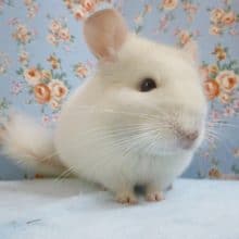 チンチラ　ホワイト　女の子　３月２２日