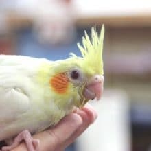 3月11日　おめめパッチリ！オカメインコルチノー入舎！