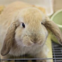 3/14 人気の垂れ耳ちゃん♪ ロップイヤーのご紹介