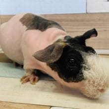 頭がもしゃもしゃスキニーギニアピッグ！