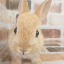 お人形さんみたいに可愛い♪ネザーランド！