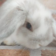 綺麗なロップイヤー♪