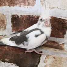 久々のホワイトフェイスパイドさんです！