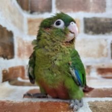 画像更新いたしました♪レア！！ズアカウロコインコの入荷です！