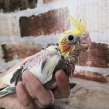 オカメインコのパイドさん♪