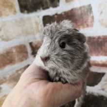 モルモットさん入荷①