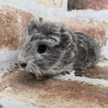 モルモットさん入荷②