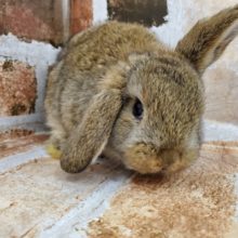 ロップイヤーラビット姉妹①チェスナットちゃん♪