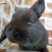 ロップイヤーラビット姉妹②ブラック♪