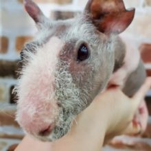 祝一歳！スキニーギニアピッグ再度ご紹介！