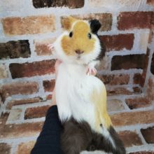 祝！ダンディーなモルモット♪