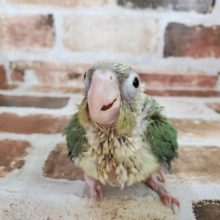 うぶうぶ！ウロコインコ！