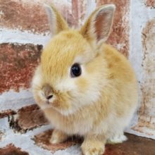 みんな大好きオレンジネザーランド！