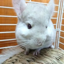 可愛いよ～　チンチラ　シナモン　2020年03月27日撮影