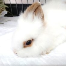 久々にやってきました！ライオンラビット♪