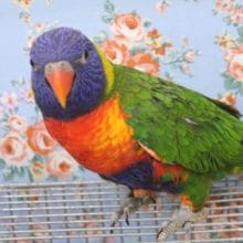 好奇心旺盛！ゴシキセイガイインコ 2020.3/19入舎
