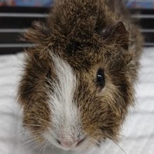 撫でられるの、好きです♪巻き毛モルモット