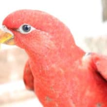 最新画像‼‼甘えん坊ヒインコ♪