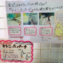 爪が驚くほど削れるテラこったパーチ！