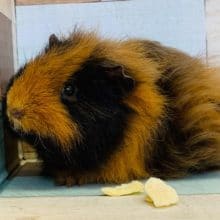 レア種！モルモット(メリノ)の男の子入舎！